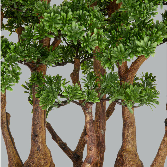 Kopu ® 7 stammen theeblad bonsai 60x60 cm in een zwarte plastic pot 3496783 large