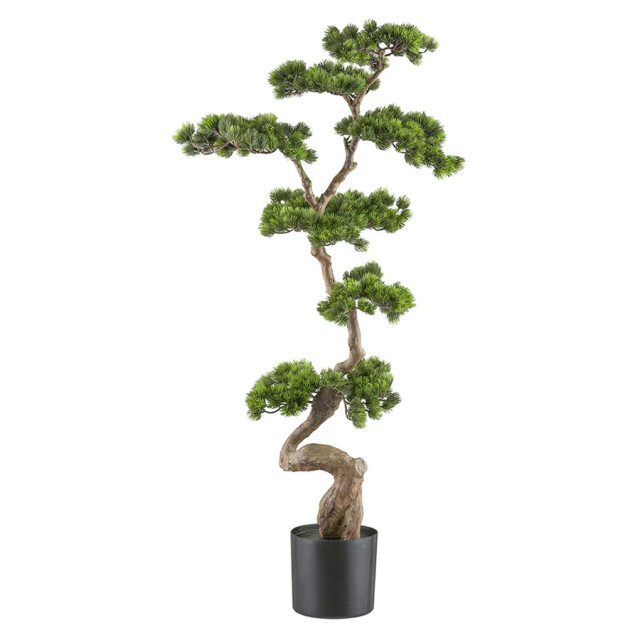 Kopu ® bonsai dennenboom ca. 70x45 cm in een zwarte plastic pot 3495625 large