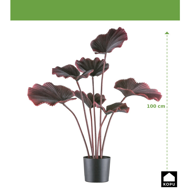 Kopu ® palmboom 100 cm donkerrood in een zwarte plastic pot kamerplant 3485237 large