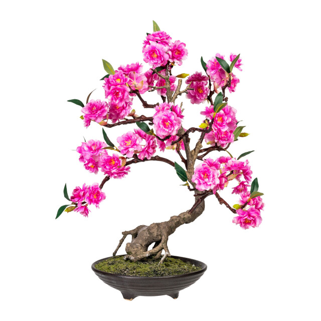 Kopu ® bonsai cerasum - ca. 50 cm in een bruine cementen pot 3496787 large