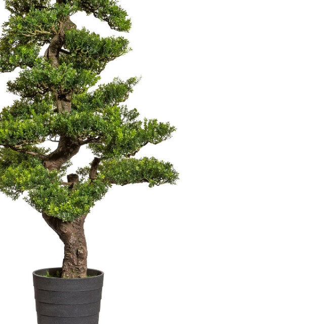 Kopu ® bonsai theeblad ca. 160 cm in een zwarte pot van 23x21x21 cm 3496786 large