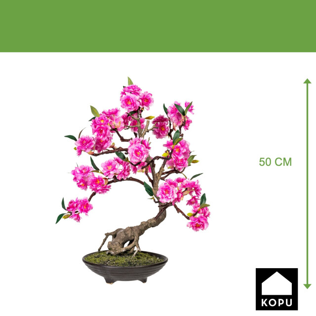 Kopu ® bonsai cerasum - ca. 50 cm in een bruine cementen pot 3496787 large
