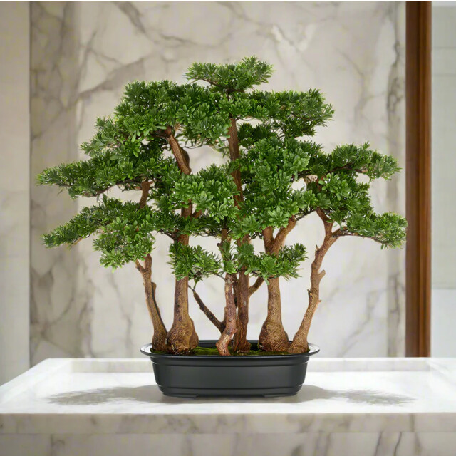 Kopu ® 7 stammen theeblad bonsai 60x60 cm in een zwarte plastic pot 3496783 large