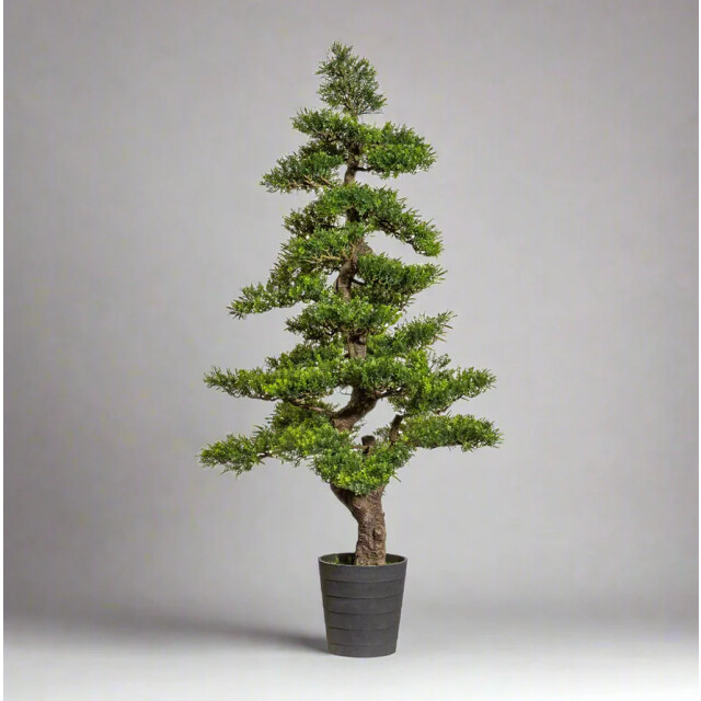 Kopu ® bonsai theeblad ca. 160 cm in een zwarte pot van 23x21x21 cm 3496786 large
