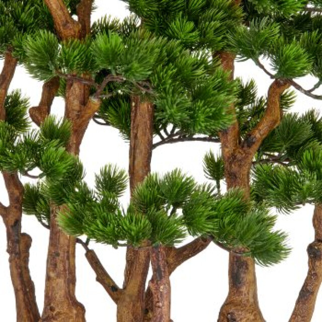 Kopu ® bonsai dennen boompje ca. 60x60 cm- in een zwarte plastic pot 3496782 large