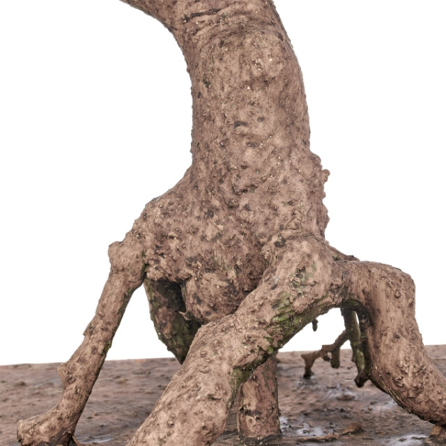 Kopu ® 7 stammen podocarpus macrophyllus bonsai 80 cm houten voet 3496785 large