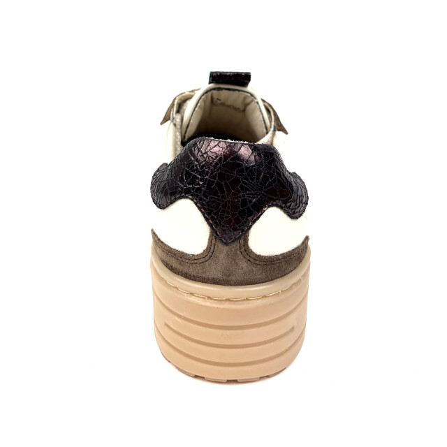 Poelman Lpanemone-29poe11 LPANEMONE-29POE11 large