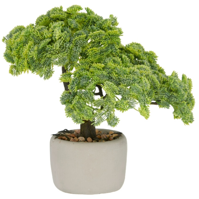 Kopu ® set van 2 bonsai boompjes sedum multiceps 24 cm grijze pot 3499036 large