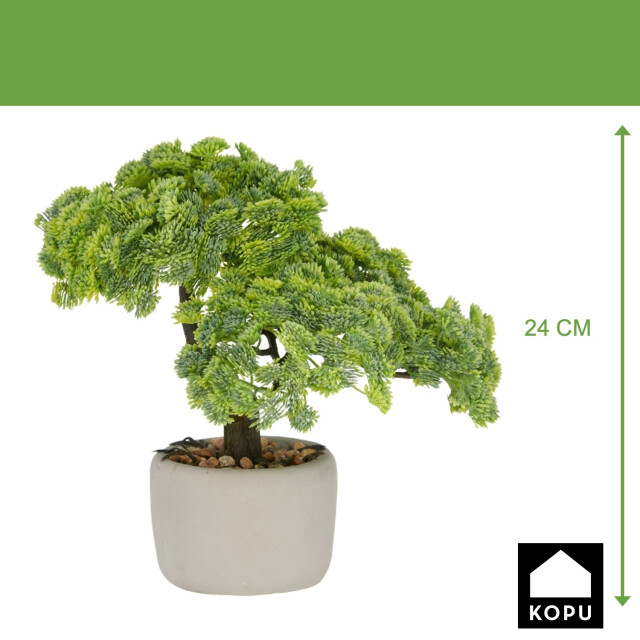Kopu ® set van 2 bonsai boompjes sedum multiceps 24 cm grijze pot 3499036 large