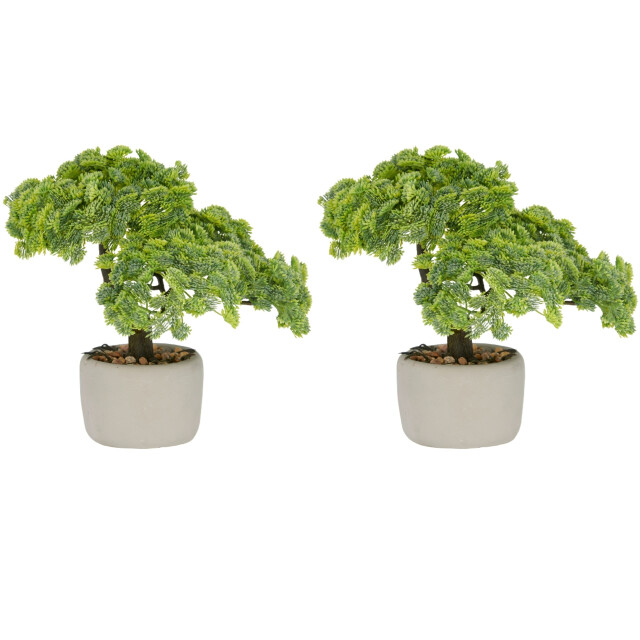 Kopu ® set van 2 bonsai boompjes sedum multiceps 24 cm grijze pot 3499036 large