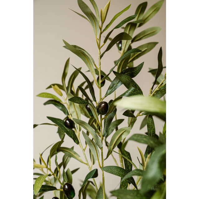 Indore Home Indore silva kunst olijfboom 155cm 3550794 large