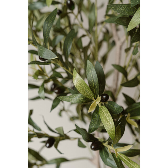 Indore Home Indore silva kunst olijfboom 155cm 3550794 large