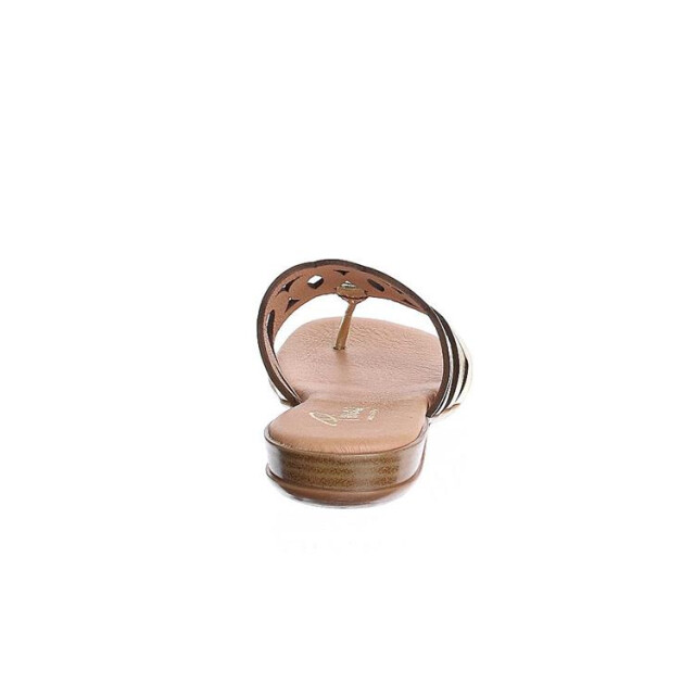 Pinaz 650 650 large