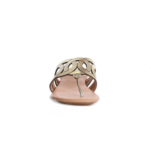 Pinaz 650 650 large