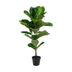 Artichok Ellen vioolblad kamerplant 100 cm