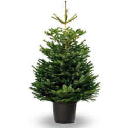 Furnilux Nordmann kerstboom 125-150 cm groene naalden in pot