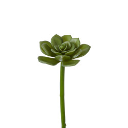 Sia Deco Feuillage de succulente echeveria vert