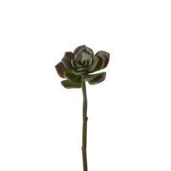 Sia Deco Feuillage de succulente echeveria vert