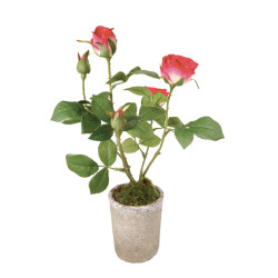 Sia Deco Rosier en pot -