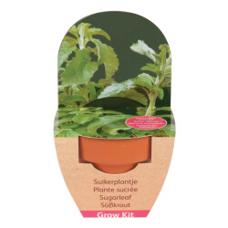 CaliCosy 2 zaailingkits van stevia met terracotta pot