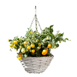CaliCosy Hangende mand met inbegrepen tomatenplanten