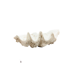 Light & Living ornament shell 52x28x18cm -