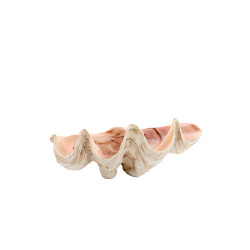 Light & Living ornament shell 41x25x17cm -