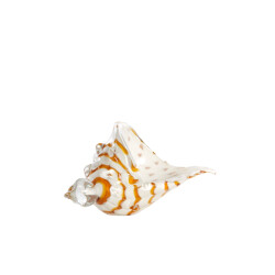 Light & Living ornament shell 22x10x12cm -