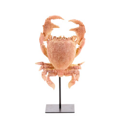 Light & Living ornament crab 23x12.5x42.5cm -