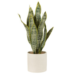 J-Line Plant sansevieria in pot pvc green extra large