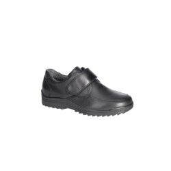 Waldläufer Palmer breed-