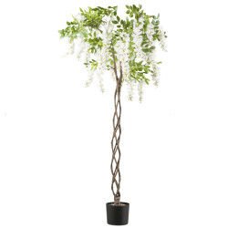 Kopu ® blauwe regen 170 cm hoog wit met gevlochten stam