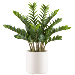 Kopu ® kunstplant zamioculcas zamiifolia 85 cm