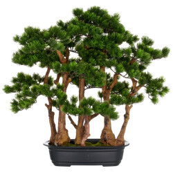 Kopu ® bonsai dennen boompje ca. 60x60 cm- in een zwarte plastic pot