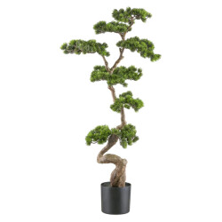 Kopu ® bonsai dennenboom ca. 125x50 cm in een zwarte plastic pot